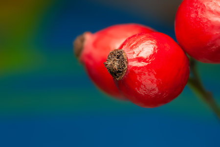 Rose hips on a blue background close-up. Soft focusの写真素材
