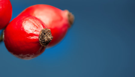 Rose hips on a blue background close-up. Selective soft focusの写真素材