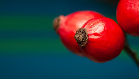 Rose hips close-up. Drying rose hips on a blue background. Selective soft focusの写真素材