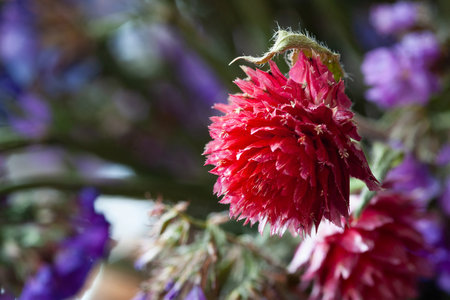 Dried flowers. Dried field flowers. Colored bouquet. Soft focusの写真素材