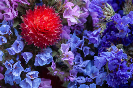 Dried flowers. Dried wild flowers. Colorful bouquet close-up. Selective soft focusの写真素材