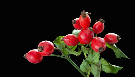 Rose hips. Rose hip branch close-up on black backgroundの写真素材
