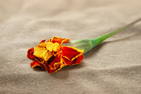 Marigold flower. Drying yellow-red marigold flower on fabric backgroundの写真素材