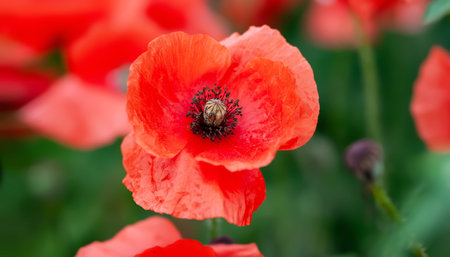 Red poppy. Blooming red meadow flowers close-up. Soft focus