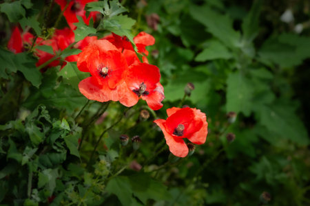 Red poppy. Blooming meadow flowers. Soft focus