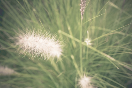 Soft focus Pennisetum: ornamental grass plumes  flowers backgroundの写真素材