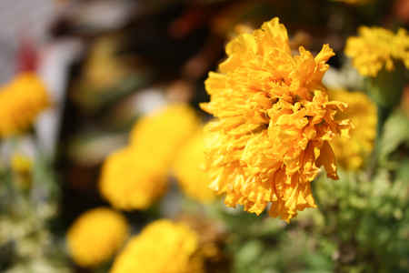 Beautiful blooming marigolds on green leaves backgroundの写真素材