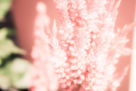 Soft focus red cockscomb flower bloomingCelosia cristata backgroundの写真素材