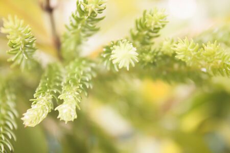 Sequoias leaves close up with blurred vintage background.の写真素材