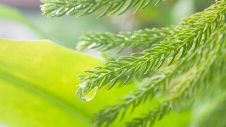 Close up water drop on leaf with bokeh background.の写真素材