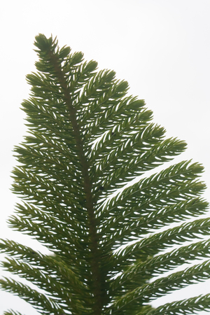 Sequoias leaf on white background.の写真素材