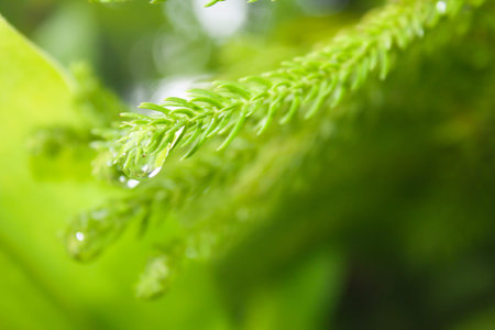 Close up water drop on leaf with bokeh background.