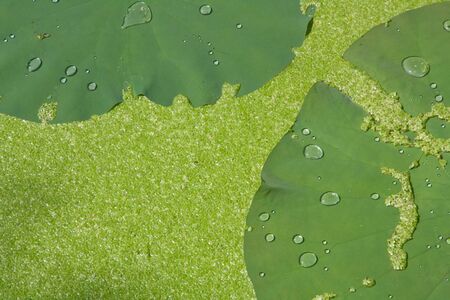 Water drop on lotus leaf with duckweeds background in the gardenの写真素材