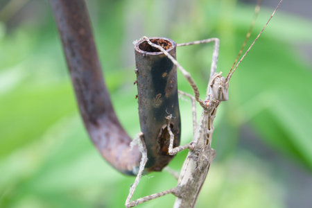 The Stick Insect Phasmatodea male and female on green leaves background,Thailand