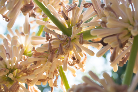 Beautiful Dracaena Fragans flower in the gardenの写真素材