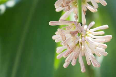 Beautiful Dracaena Fragans flower in the gardenの写真素材