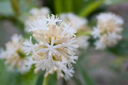 Beautiful Dracaena Fragans flower in the gardenの写真素材