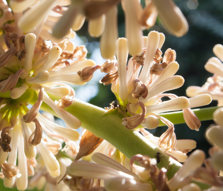 Beautiful Dracaena Fragans flower in the gardenの写真素材