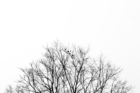 Abstract symbol idea. The sadness of tree, Leaves branch silhouette with black and white style.の写真素材