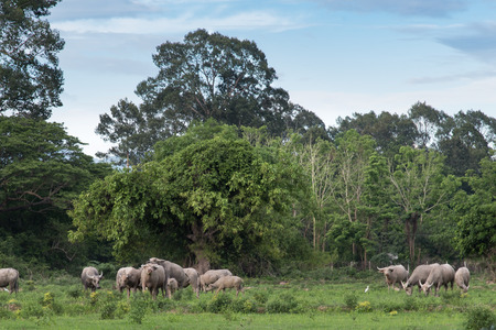 Buffalos are eating in the rice field with blue sky backgroundの写真素材