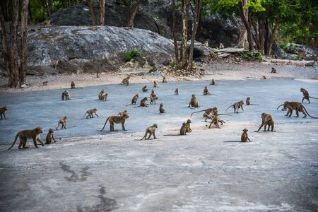 The monkey family on high mountain in Thailandの写真素材