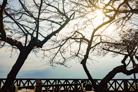 Nature background in Alishan National Park, Taiwan on a wet and foggy morningの写真素材