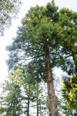 Nature background in Alishan National Park, Taiwan on a wet and foggy morningの写真素材