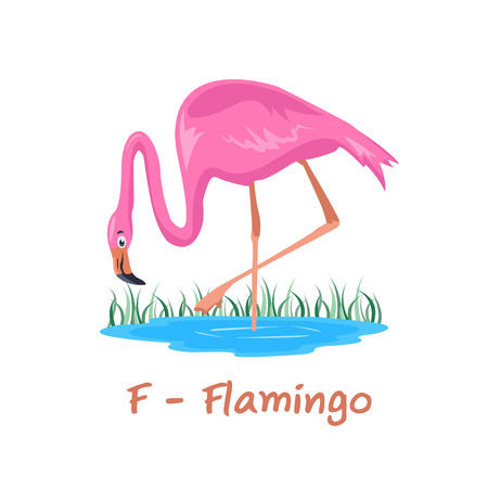 Isolated animal alphabet for the kids, F for Flamingoのイラスト素材
