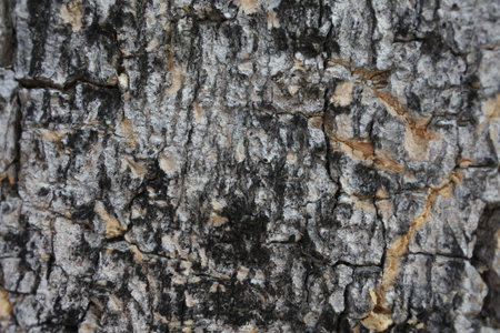 wood background texture