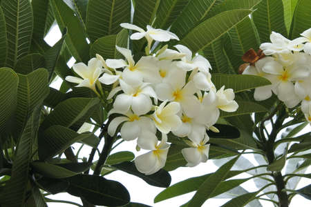 Plumeria blossom on the tree.の写真素材
