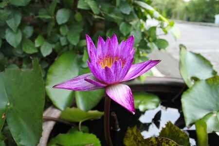 Purple Lotusの写真素材