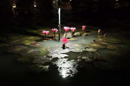Purple Lotus  at night.の写真素材