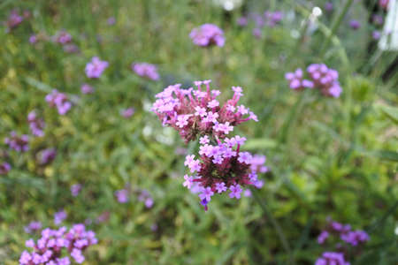 flowers in natureの写真素材