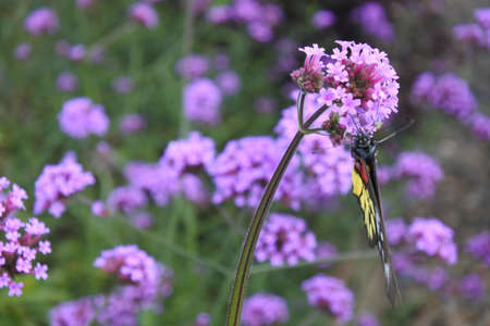 flowers in natureの写真素材