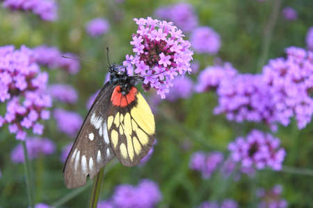 flowers in natureの写真素材
