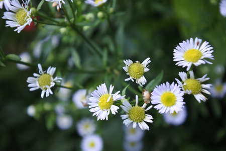 flowers in natureの写真素材
