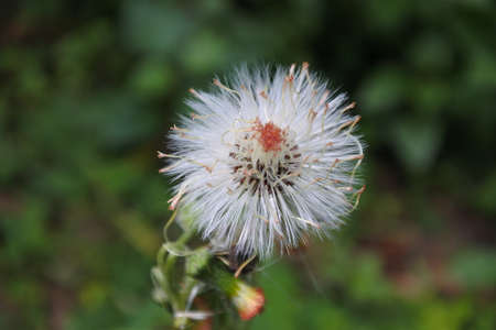 flowers in natureの写真素材
