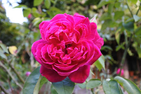 flowers in natureの写真素材