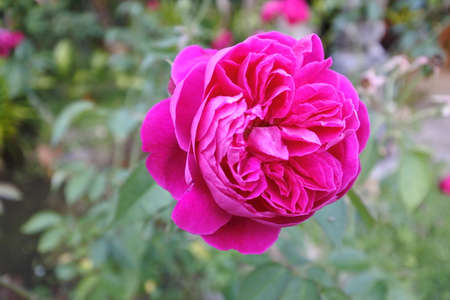flowers in natureの写真素材