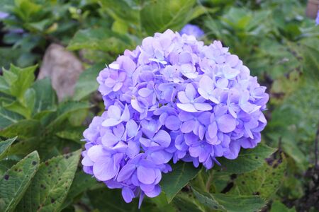 flowers in natureの写真素材