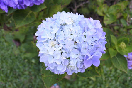 flowers in natureの写真素材