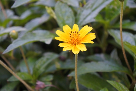 flowers in natureの写真素材