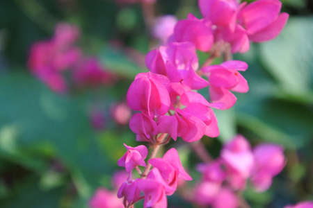 Flowers in natureの写真素材