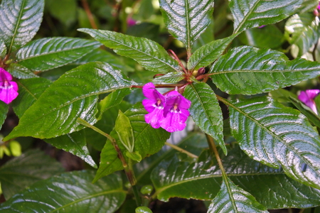Flowers in natureの写真素材