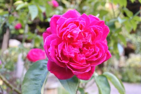 Flowers in natureの写真素材