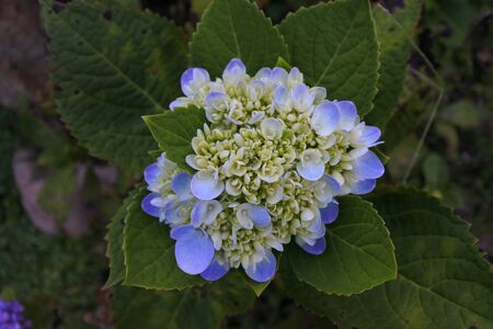 Flowers in natureの写真素材