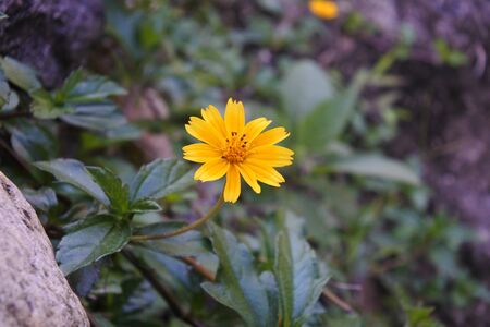 Flowers in natureの写真素材