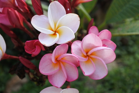 Flowers in natureの写真素材