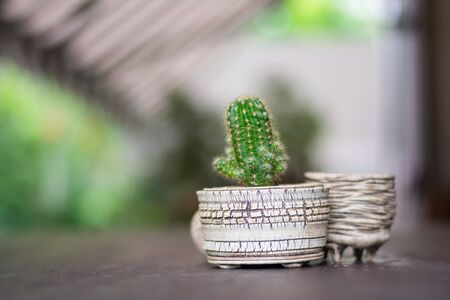 Small green cactus in vaseの写真素材