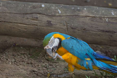blue and yellow gold macaw parrot on the groundの写真素材